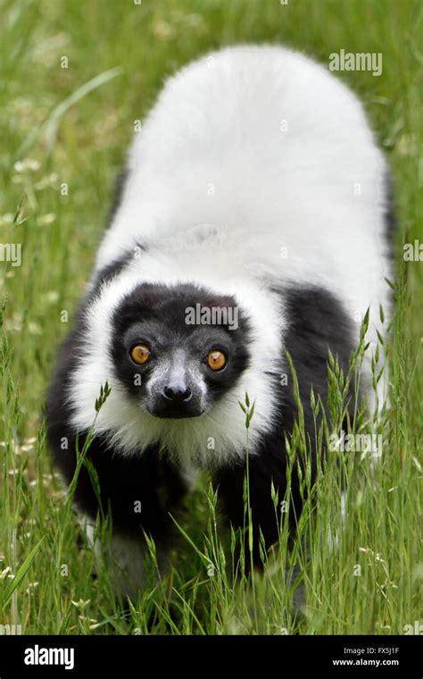 Black And White Ruffed Lemur Habitat