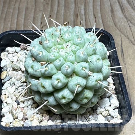 Shpr Mammillaria Schumannii F Monstrosa