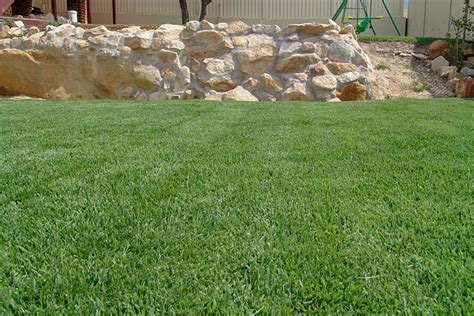 Everything You Need To Know About Zoysia Lawns Silverstone Gardening