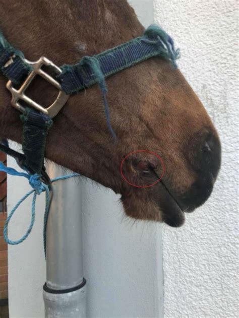 Investigation Launched Over Video Of Horse Covered In Sores