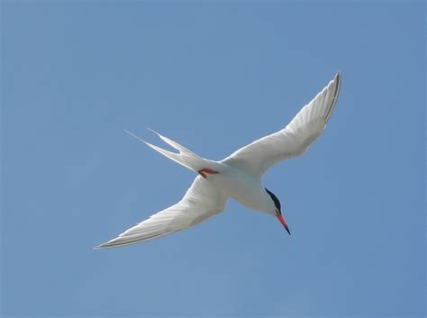 Where Small Is Significant—saving The Bvis Seabirds One Cay At A Time