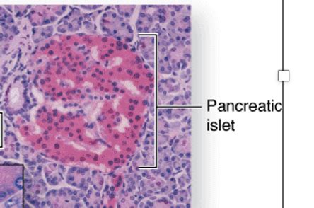 Pancreas And Gallbladder Flashcards Quizlet