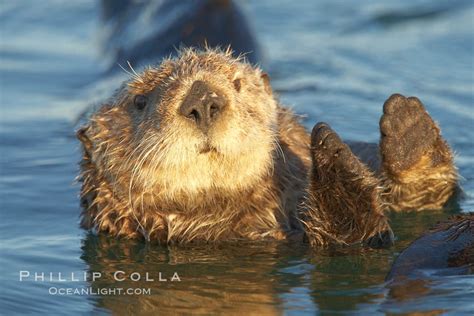 Sea Otter Enhydra Lutris Photo Elkhorn Slough National Estuarine