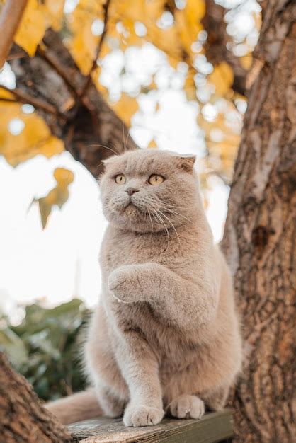 Gato subiendo a un árbol y bajando del árbol gato en el árbol en un