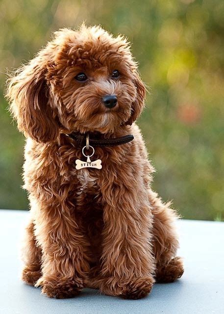 Cavapoo Cavalier King Charles Spaniel And A Poodle Mix I Want This