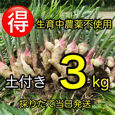 Yahooオークション 土付き新生姜 3kg 生育中農薬不使用 鹿児島産 お得