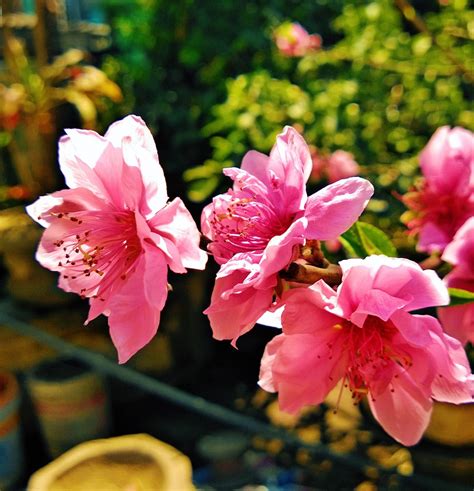 Free Images Blossom Leaf Flower Petal Spring Botany Pink Flora