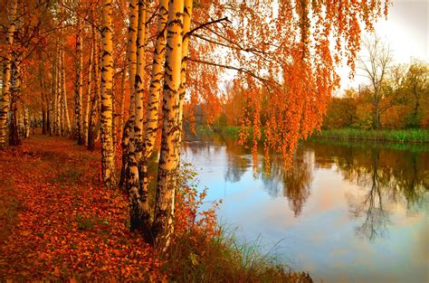 Scenery Seasons Autumn Rivers Birch Foliage Hd Wallpaper Rare