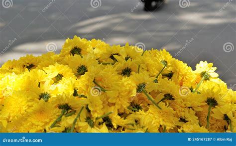 Bunch Of Indian Alphonso Mangoes On Mango Tree Mangifera Indica Stock