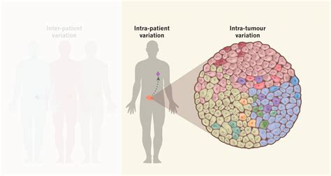 Genetic heterogeneity | SNIPPERT LAB