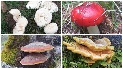 Шим ертөнц МӨӨГ Mushroom - YouTube