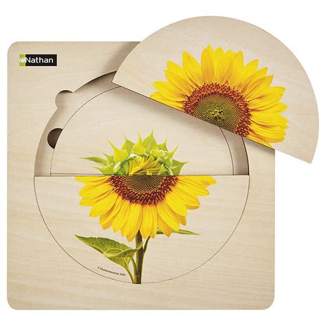 Puzzle Cycle De Vie Le Tournesol