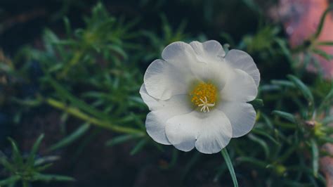 Flor Flores Blancas Primavera Foto Gratis En Pixabay Pixabay