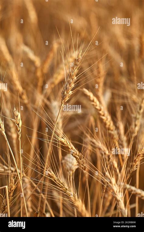 Wheat Field Detail Stock Photo Alamy