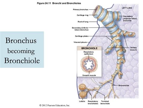 Respiratory Bronchioles Diagram