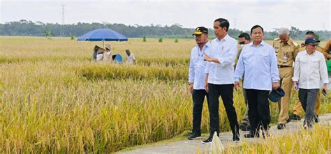 Berita BSIP Saat Presiden Jokowi Panen Bersama Menteri Pertanian Di