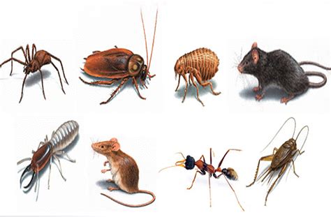 Types Of Pests How To Spot And Eliminate Them The Xerxes