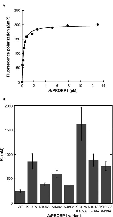 Fluorescence Polarization Fp Binding Assays A Representative Download Scientific Diagram