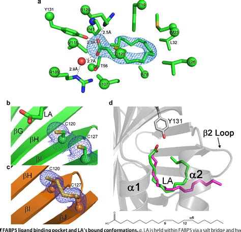 Figure 2 From Structural Basis For Ligand Regulation Of The Fatty Acid