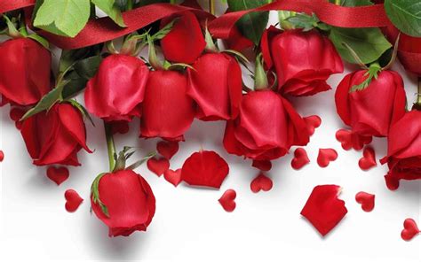 Download 4k, red roses on white background, red rose petals, rosebuds, red roses, romance ...