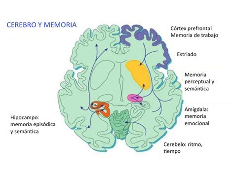 Crimentales Cerebro Y Memoria