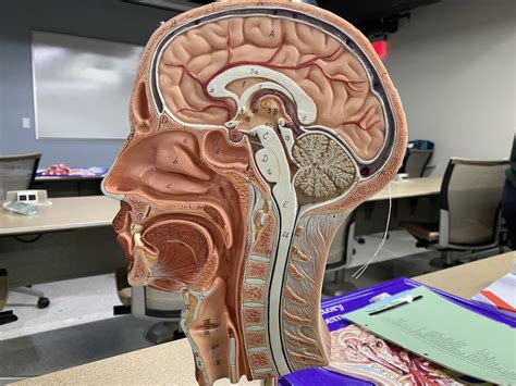 Sagittal Section Skull Model Diagram Quizlet