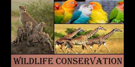 Wildlife Conservation - A Necessity