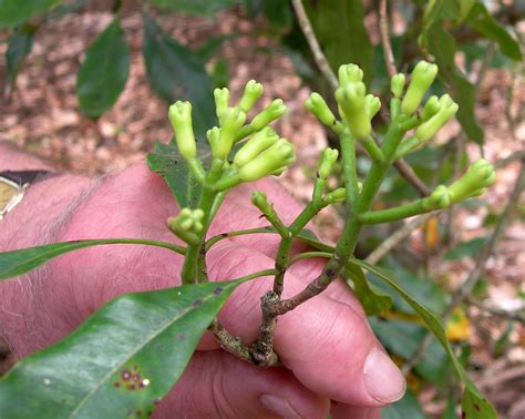 Clove Buds On Tree Clove Spice Is From The Dried Buds Of T Flickr