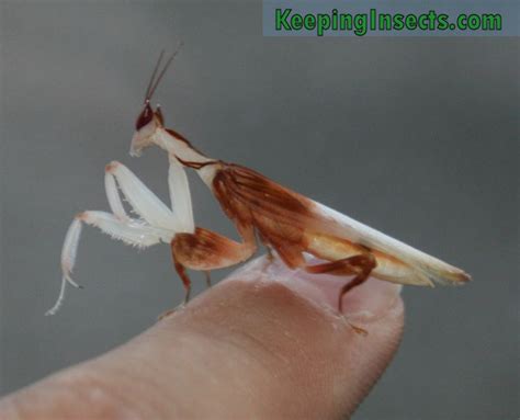 Orchid Mantis Hymenopus Coronatus Keeping Insects