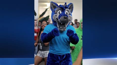 Thief Steals Cal State San Bernardino’s Cadee the Coyote Mascot Costume ...