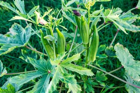 Dealing With Okra Diseases Food Gardening Network