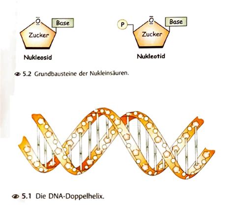 Biochemie Nukleotide Nukleins Uren Dna Rna Flashcards Quizlet