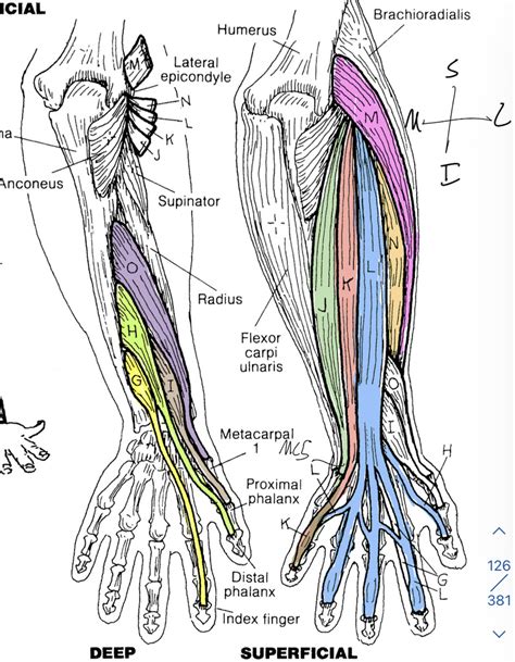 Images Of Wrist Hands Arms Extensors Diagram Quizlet