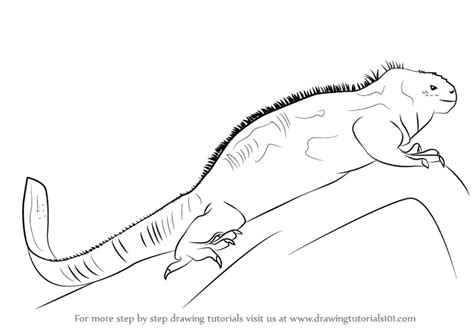 Learn How To Draw A Marine Iguana Lizards Step By Step Drawing