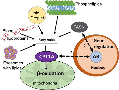 Ijms Free Full Text Lipid Metabolism And Endocrine Resistance In