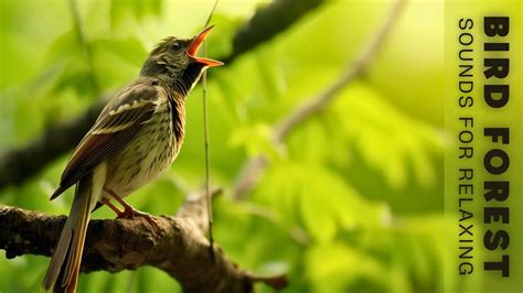 Singing Nightingale The Best Bird Song Hours Birdsong Relaxing