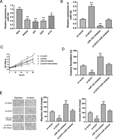 Uca1 Facilitated Glioma Proliferation Migration And Invasion