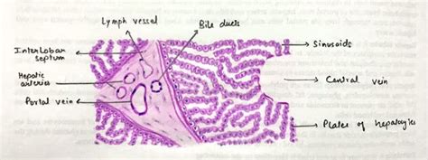 Liver Hepatic Lobule And Portal Triad Histology Slides Medical