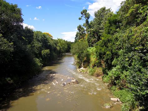 Mata Ciliar Igui Ecologia