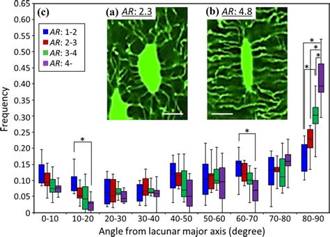 Osteocyte Canalicular Directionality Distribution A B Representative