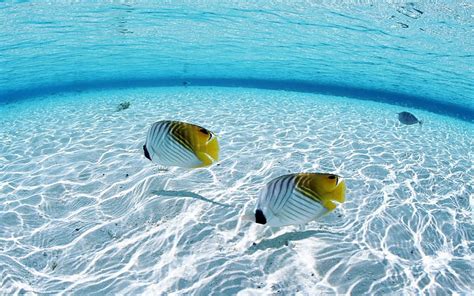 Dos peces bajo el agua peces bajo el agua océanos naturaleza Fondo