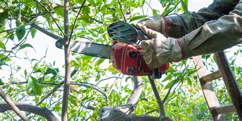 10 Beneficios de la poda controlada de árboles Metsa Jardinería