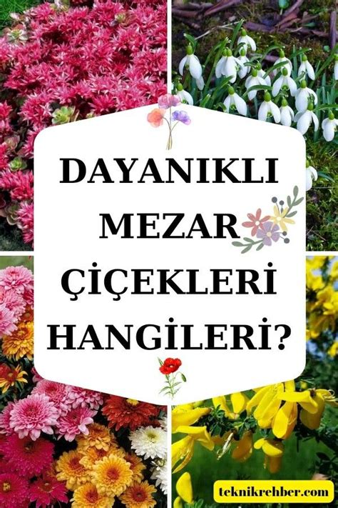 Dayan Kl Mezar Bitkileri Ve I Ekleri Hangileridir Susuzlu A S Ca A