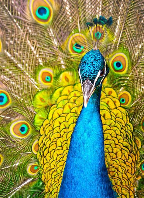 Portrait Of Beautiful Peacock With Feathers Out High Definition Close