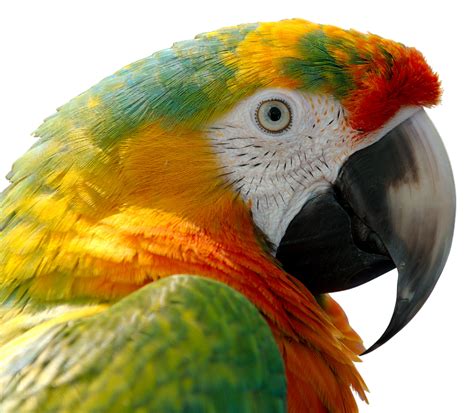 Parrot Bird Feather · Free photo on Pixabay