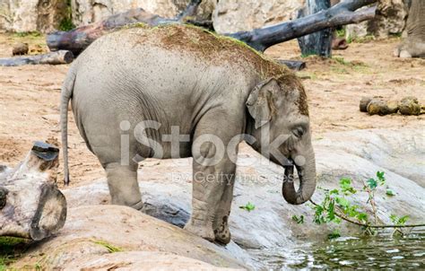 Asian Elephant Calf Stock Photo | Royalty-Free | FreeImages