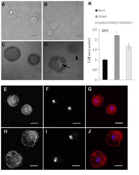 Impaired lamellipodia formation and defective actin reorganisation in ...