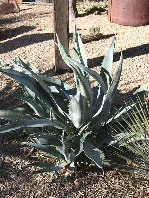 Xl Striata Las Vegas Silver Agave Plant Agave Americana Sp Urban