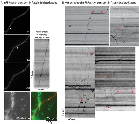 Dynamics Of Synuclein Transport In F Actin Depleted Axons A