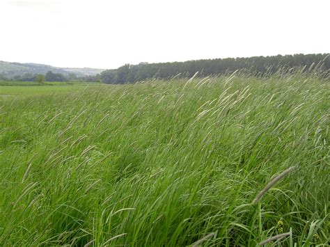 Botanische Spaziergaenge At Thema Anzeigen Alopecurus Pratensis